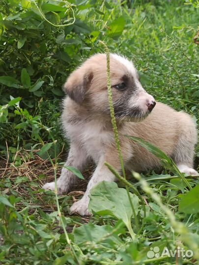 8 щенков с доставкой