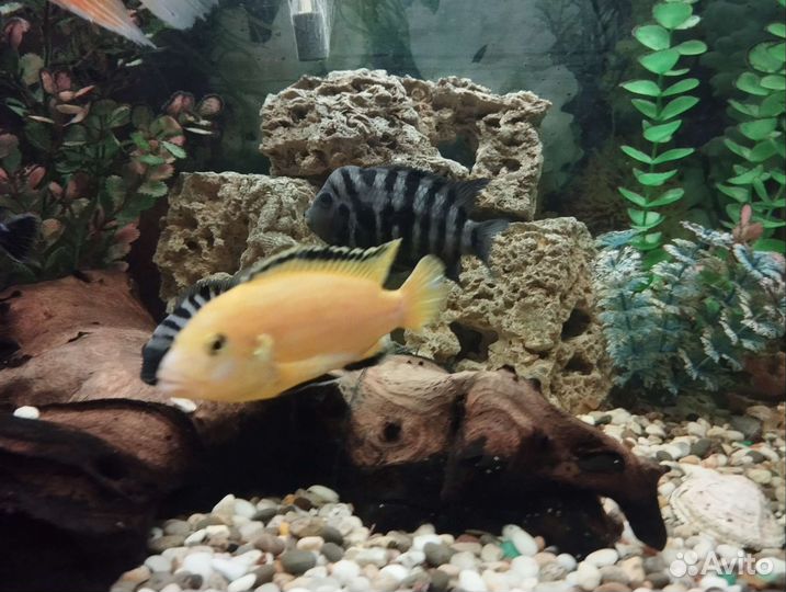 Цихлиды разные