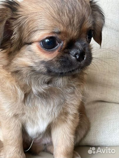 Продаётся щенок чихуахуа