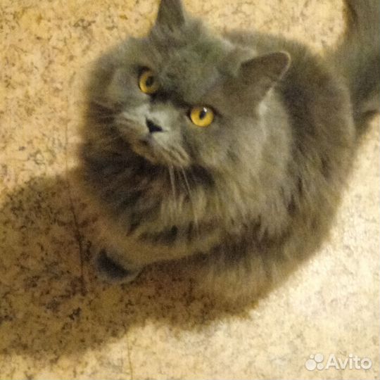 Кошка в дар