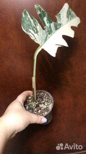 Монстера alba черенок