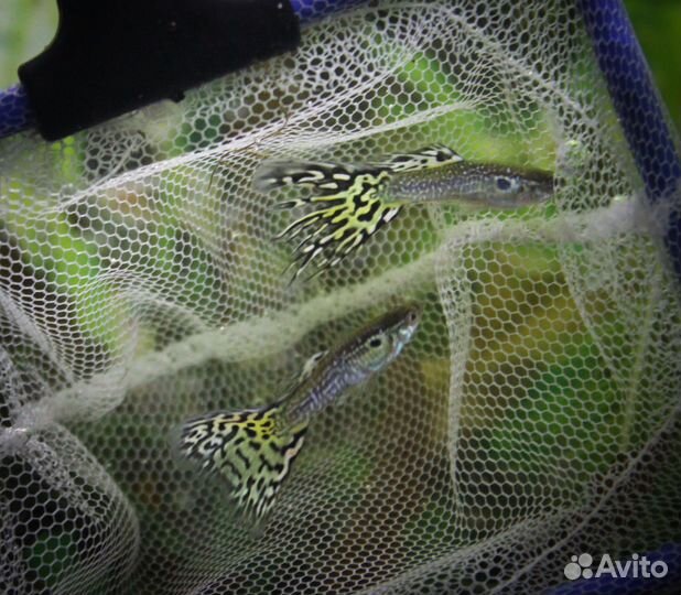 Сомы, Креветки, Гуппи, Улитки, Растения