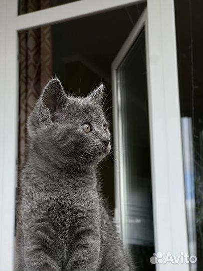 Отдадим кошечку