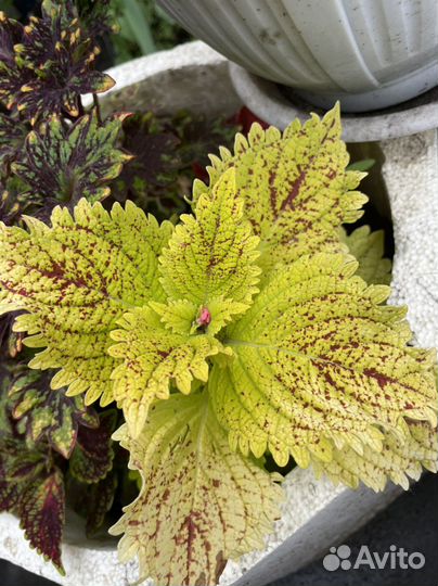 Колеус укорененный