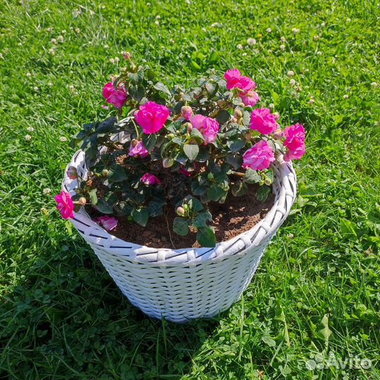 Кашпо из ротанга 12 литров