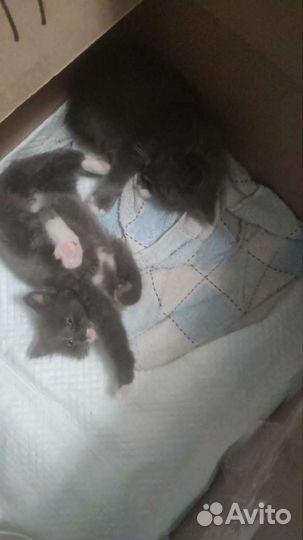 Котята в добрые руки 1 месяц