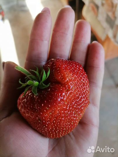 Рассада клубники