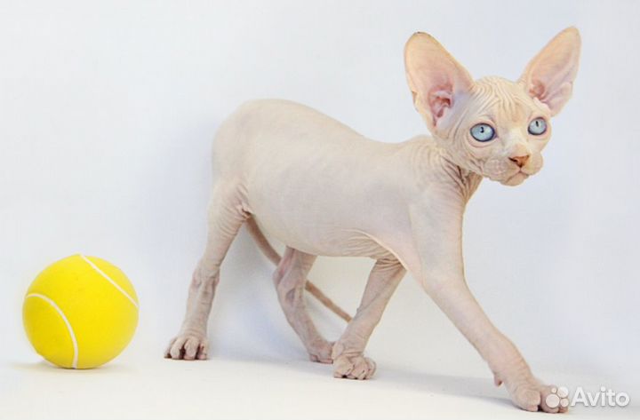 Великий комбинатор - Бендер