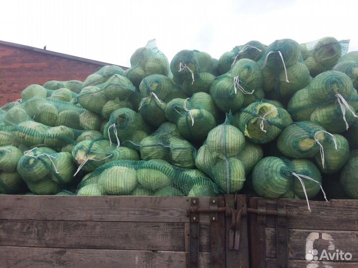 Рабочие на уборку урожая