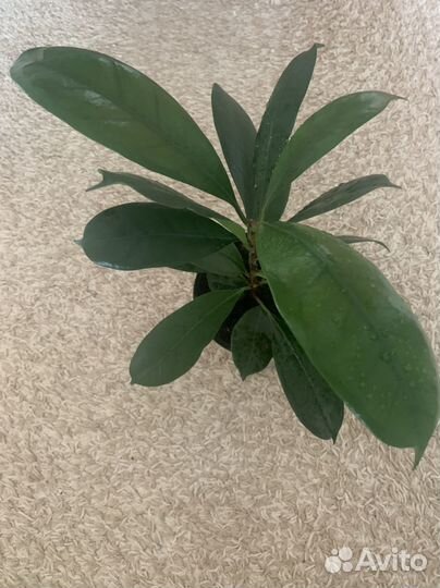 Фикус бокальчатоприлистниковый