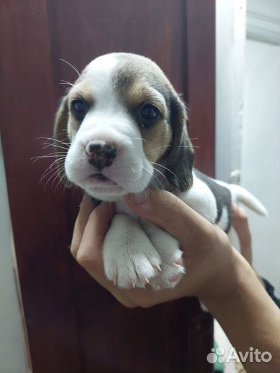 Девчули-красотули