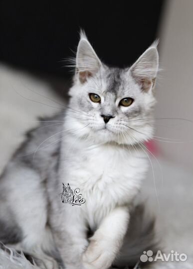 Мейн-кун котята