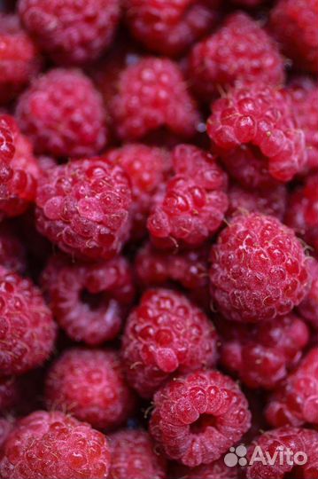 Саженцы малины