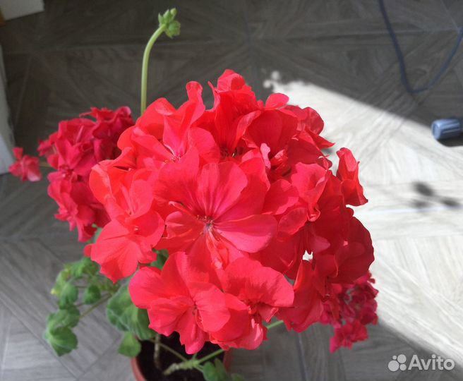 Герань коралловая, гибискус махровый цветущий