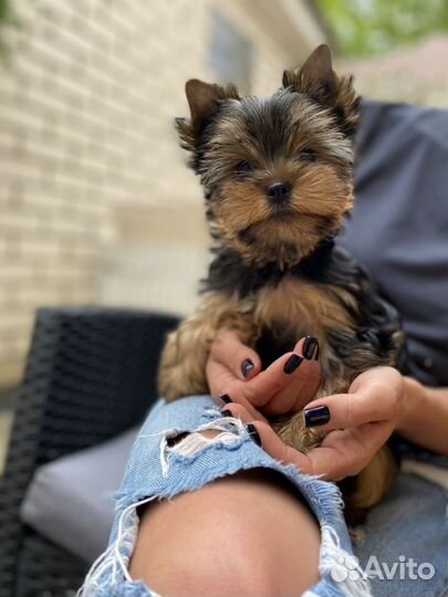 Йоркширский терьер щенки