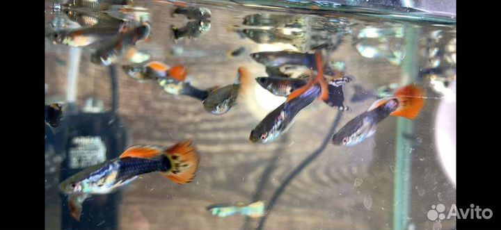 Аквариумные рыбки гуппи