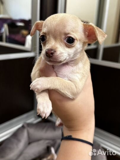 Щенки чихуахуа
