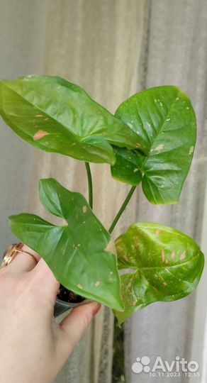 Растения комнатные