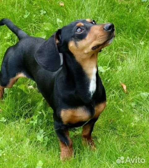 Передержка животных