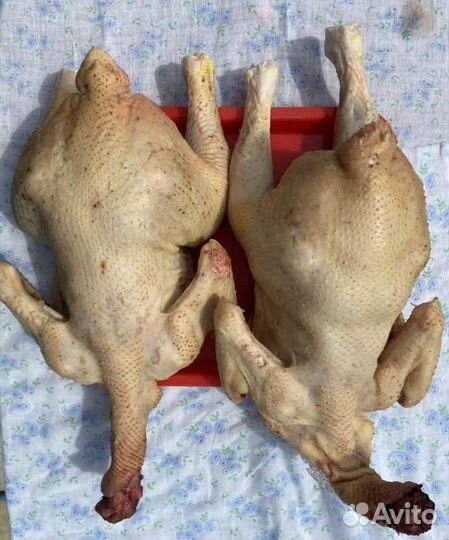 Мясо курица