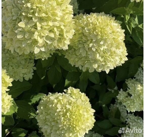 Гортензия Bee Green (BG)