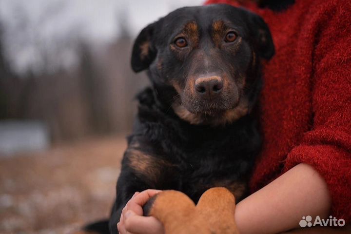 Милая Дейзи