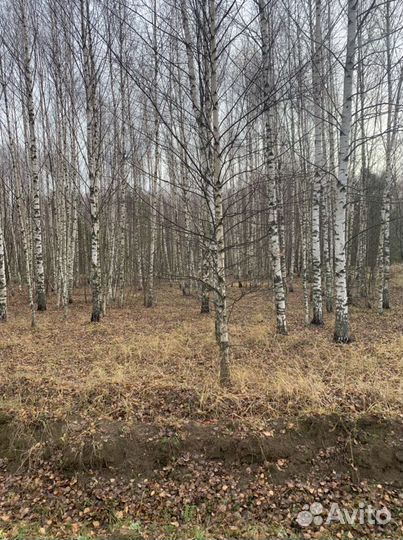 Лес кругляк тонкомер