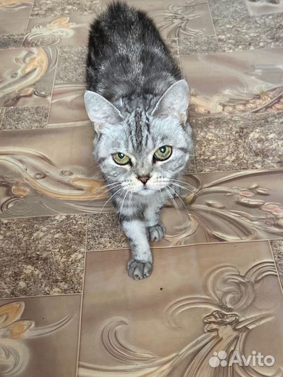 Британская кошка