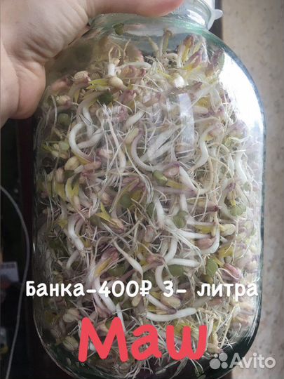 Микрозелень