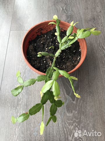 Декабрист шлюмбергера с горшком