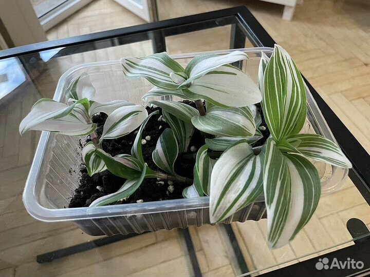 Традесканция вариегатная Альбифлора