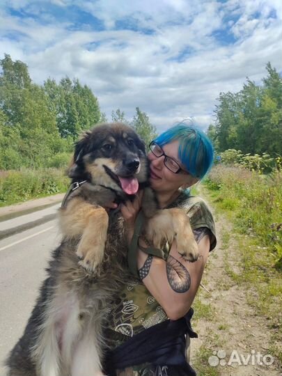 Собака подросток Ушки плюшки