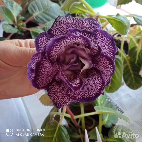 Глоксинии сортовые