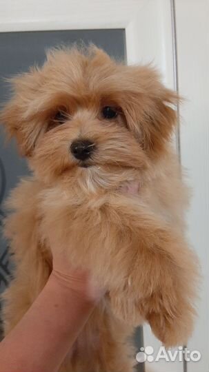 Мальтипу f1 mini