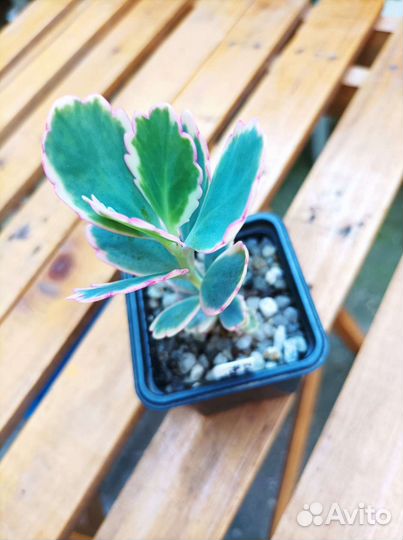 Кактусы и суккуленты