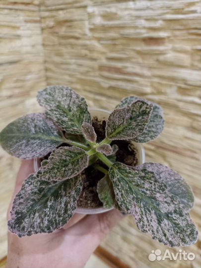 Глоксиния Аврора Бореалис