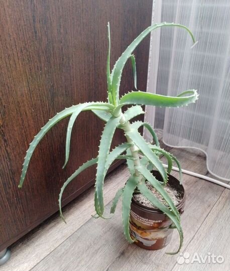 Алоэ лечебный