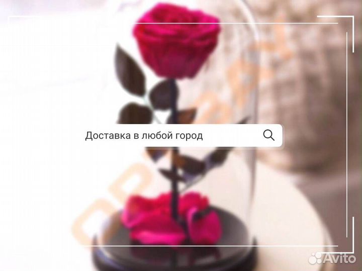 Роза в колбе. Живая
