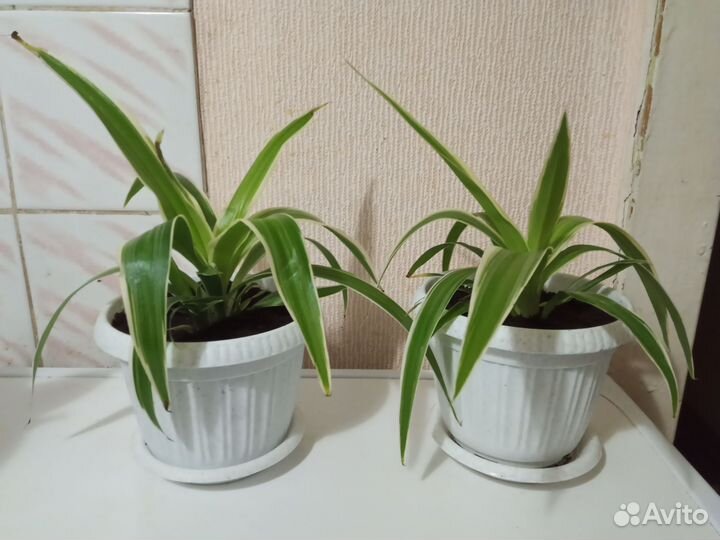 Хлорофитум в горшке