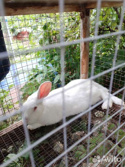 Кролики мясных пород