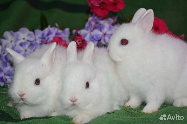 Гермелены мини