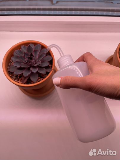 Лейка для суккулентов и других комнатных растений