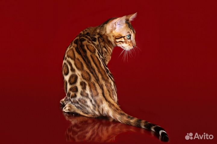 Золотой бенгал