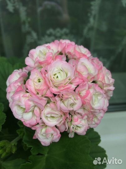 Пеларгония герань сортовая April Snow