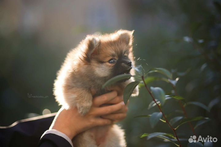 Фотосъемка Фотосессия Фотограф Бесплатно