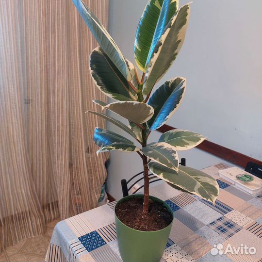 Декабрист, фикус эластика, сингониум