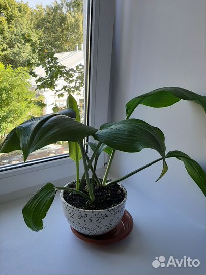 Эухарис (амазонская лилия)