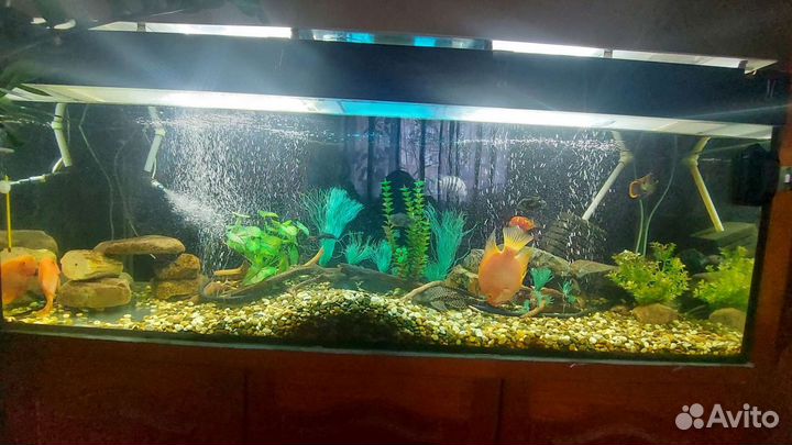 Аквариум