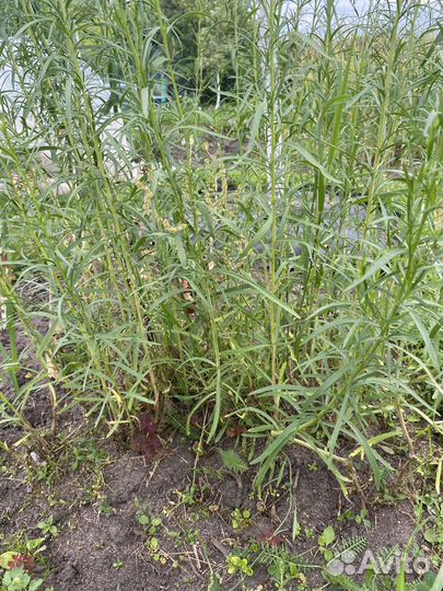 Рудбекия куст, Эстрагон (тархун), мята