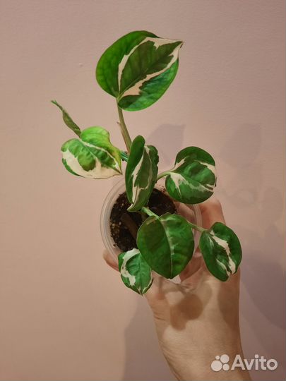 Сциндапсус 